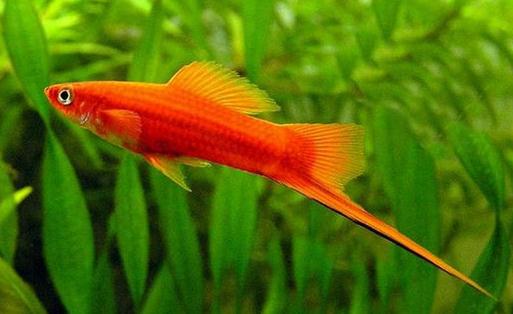 紅劍魚怎么養?紅劍魚的飼養環境