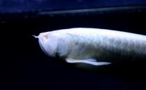 白金龍魚怎么養(yǎng)？白金龍魚的品種