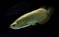 背金龍魚怎么養(yǎng)？背金龍魚的飼養(yǎng)環(huán)境