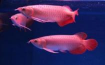 帝王辣椒紅龍魚怎么養(yǎng)？帝王辣椒紅龍魚如何挑選？