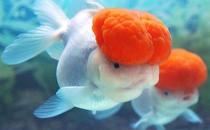鶴頂紅金魚怎么養？鶴頂紅金魚的品種