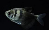 黑裙魚怎么養？黑裙魚的常見病