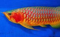 紅辣椒龍魚怎么養？紅辣椒龍魚養殖方法