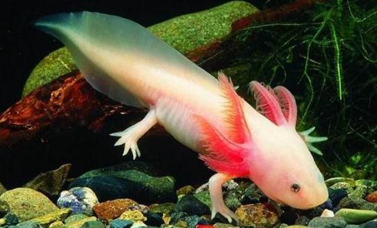 六角恐龍魚的體型特征-六角恐龍魚的簡介