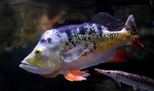 射水魚的簡介-射水魚吃什么?