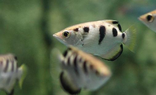 射水魚怎么養?射水魚的品種