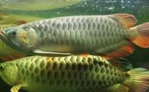 尖嘴青龍魚的生存環(huán)境-尖嘴青龍魚的是什么？