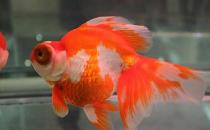 龍睛金魚怎么挑選？龍睛金魚怎么養(yǎng)？