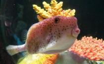 木瓜魚(yú)怎么養(yǎng)？木瓜魚(yú)的飼養(yǎng)環(huán)境