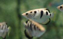 射水魚怎么養？射水魚的品種