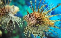 獅子魚怎么養(yǎng)？獅子魚的生存環(huán)境