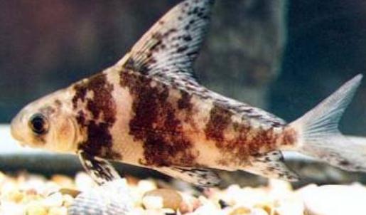 胭脂魚怎么養？胭脂魚的生存環境