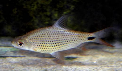 銀鯊的簡介-銀鯊的體型特征是怎樣的?