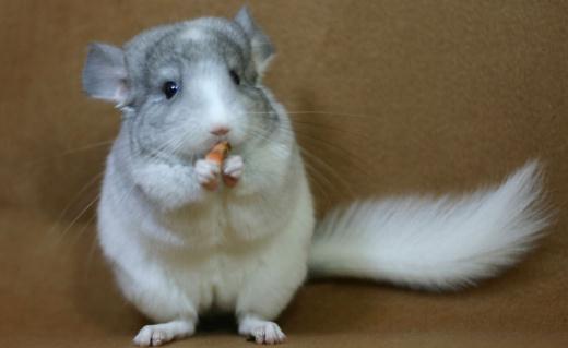 純白龍貓的簡介-純白龍貓的飼養(yǎng)環(huán)境