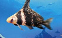 胭脂魚是怎樣的？胭脂魚的體型特征