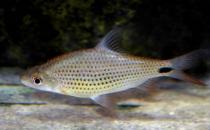 銀鯊的簡介-銀鯊的體型特征是怎樣的？