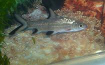 銀鯊怎么養？銀鯊飼養需要注意什么？