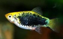 月光魚怎么養(yǎng)？月光魚的飼養(yǎng)環(huán)境