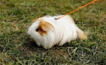 白色黑眼天竺鼠怎么養？白色黑眼天竺鼠的飼養環境