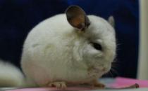 純白龍貓怎么養(yǎng)？純白龍貓的特點