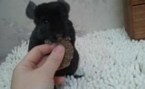 純黑龍貓的簡介-純黑龍貓的飼養環境