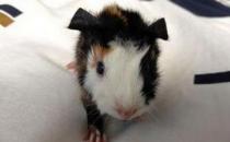 緞毛白色鳳冠天竺鼠要怎么養？