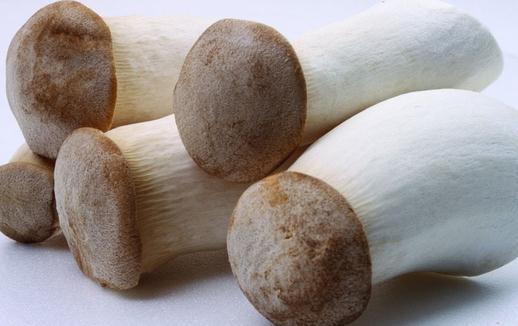 雞腿菇有什么營養價值?