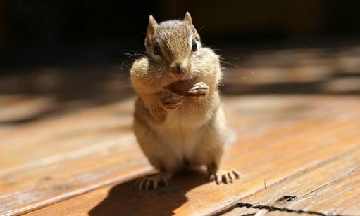 金花鼠怎么養?金花鼠的喂養要點