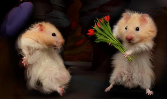 老公公倉(cāng)鼠喂養(yǎng)要點(diǎn)-老公公倉(cāng)鼠怎么養(yǎng)？