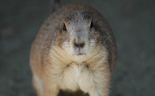 麝香鼠的簡介-麝香鼠怎么養?