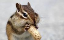 金花鼠的簡介-金花鼠的生長環境