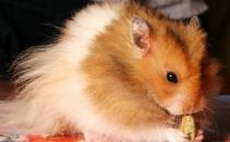 金絲熊的簡介-金絲熊的飼養環境