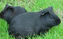 芒鼠怎么養？養芒鼠的效益