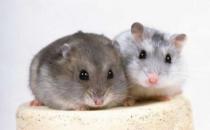 毛絲鼠的簡介-毛絲鼠怎么養？