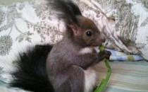 魔王松鼠的簡(jiǎn)介-魔王松鼠的習(xí)性