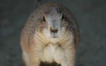 麝香鼠的簡介-麝香鼠怎么養？