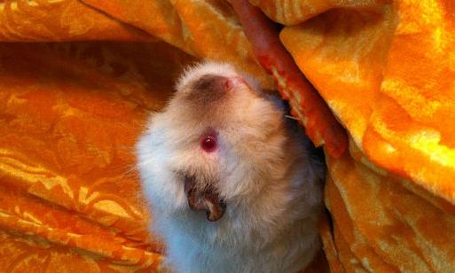 喜馬拉雅天竺鼠怎么養?喜馬拉雅天竺鼠形態特征