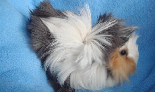 長卷毛天竺鼠怎么養?長卷毛天竺鼠飲食要點