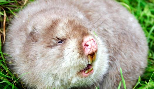 竹鼠的簡介-竹鼠的品種