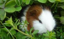 豚鼠怎么養？豚鼠和倉鼠的區別