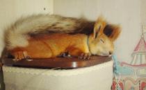 雪地松鼠的品種-雪地松鼠的生活習性