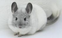 飼養銀斑龍貓都需要些什么？