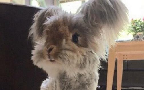 草泥兔的產地是哪里?草泥兔多少錢可以買到?