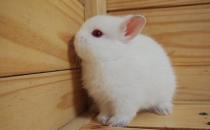 波蘭兔怎么養？波蘭兔的簡介