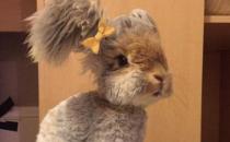 草泥兔是什么？草泥兔怎么養？