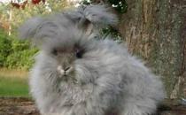 法國安哥拉兔的簡介-法國安哥拉兔的產地