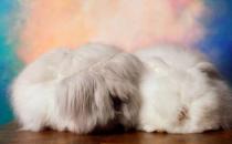 法國安哥拉兔怎么養？法國安哥拉兔的價格