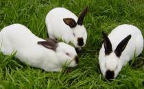 公羊兔怎么養(yǎng)？公羊兔的產(chǎn)地是哪里？