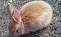 公主兔的簡(jiǎn)介-公主兔是什么？