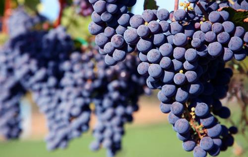 越吃越年輕的抗氧化食物